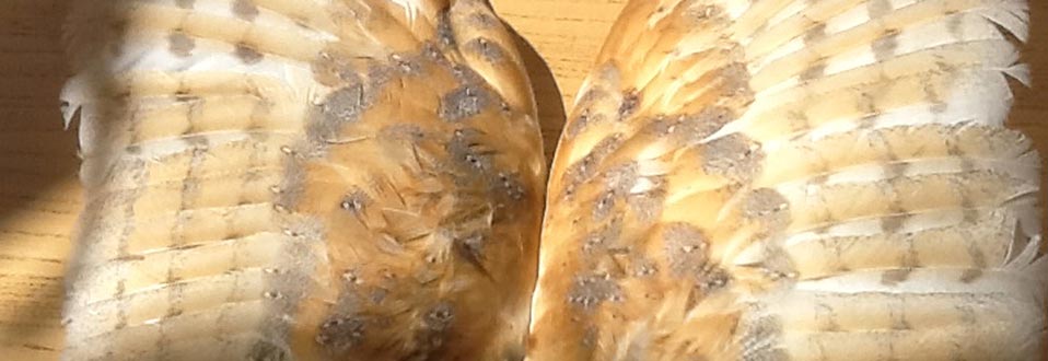 Owl Feathers