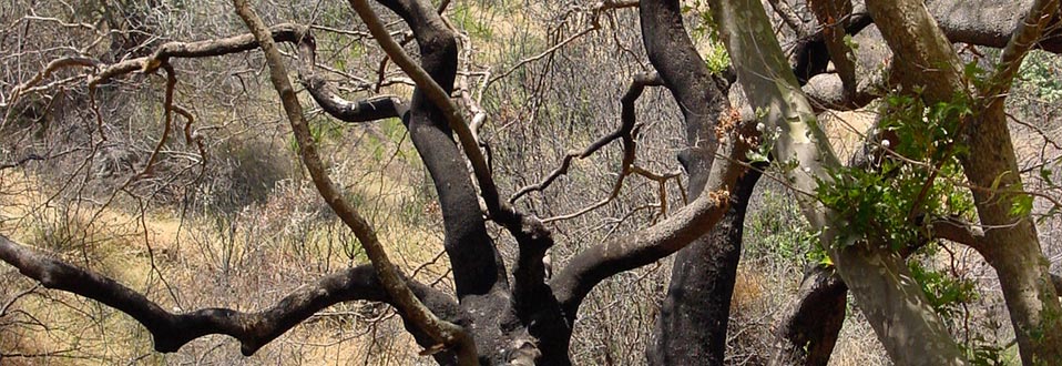 Carl Jung